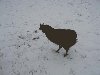 Dieren sneeuw 5 feb 2009 00012.jpg